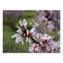 Suche nach sprühen poster Blume