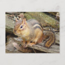 Suche nach der chipmunk postkarten Tiere