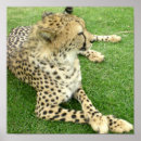 Suche nach gepard poster Muster