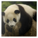 Suche nach oxford fliesen Fauna