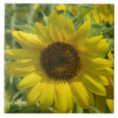 Suche nach sunflower fliesen Topfuntersetzer