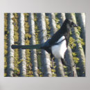 Suche nach corvid poster Vögel