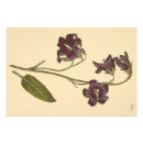 Suche nach glockenblume poster Lila