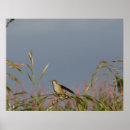 Suche nach kolibri poster Druck