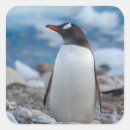 Suche nach gentoo aufkleber Vogel