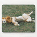 Suche nach afrikanische löwen mousepads Natur