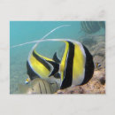 Suche nach idole poster Tropische fische