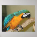 Suche nach blauer papagei poster Ara