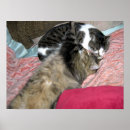 Suche nach makrele poster Katze