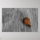 Suche nach snail poster Tierwelt
