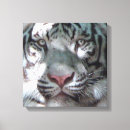 Suche nach bengalischer tiger leinwandbilder Natur