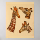 Suche nach vintage giraffe poster Natur