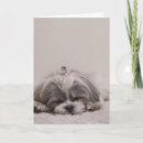 Suche nach shih tzu hund karten Tier