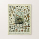 Suche nach molluske puzzle Ozean
