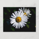 Suche nach licht und schatten postkarten Blume