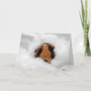 Suche nach cavy karten Schwein