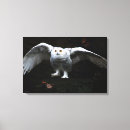 Suche nach weißer vogel leinwandbilder Eule