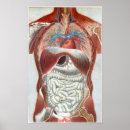 Suche nach menschliche anatomie poster Diagramm