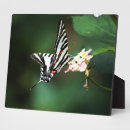 Suche nach zebra fotoplatten Blume