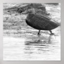 Suche nach weiße ente poster Enten