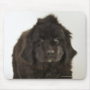 Suche nach stehender mousepads Ein tier