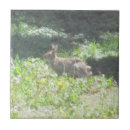 Suche nach wilder hase fliesen Natur