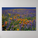 Suche nach nordamerika poster Kalifornien