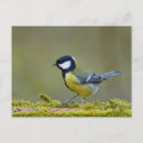 Suche nach großer vogel postkarten Niedlich