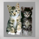 Suche nach pussy poster Kätzchen
