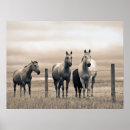 Suche nach quarter horse poster Pferd