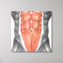 Suche nach muskeln leinwandbilder Muskelfasern