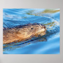 Suche nach moschus poster Wasser