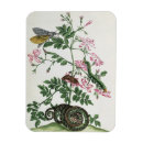 Suche nach raupe magnete Insekten