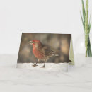 Suche nach finke karten Vogel