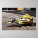 Suche nach lustige schnecke poster Tiere