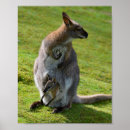 Suche nach wallaby poster Wunderbar