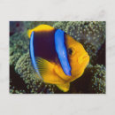 Suche nach great barrier reef postkarten Fisch