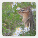 Suche nach chipmunk aufkleber Nagetier