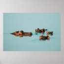 Suche nach flusspferd poster Hippopotamus