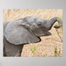 Suche nach fütterung kunst Fauna