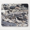 Suche nach eidechse mousepads Kröte
