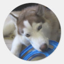 Suche nach schlittenhunde aufkleber Sibirisch