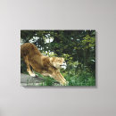 Suche nach wilder löwe leinwandbilder Horizontal