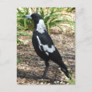 Suche nach magpie postkarten Magie