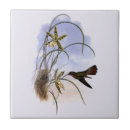Suche nach tropische orchideen fliesen Tropen