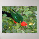 Suche nach roter papagei poster Natur