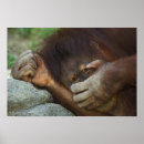 Suche nach orang utans poster Pygmaeus