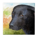 Suche nach labrador fliesen Schwarzes labor