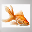Suche nach extravagante poster Tiere