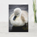 Suche nach cygnet karten Vogel